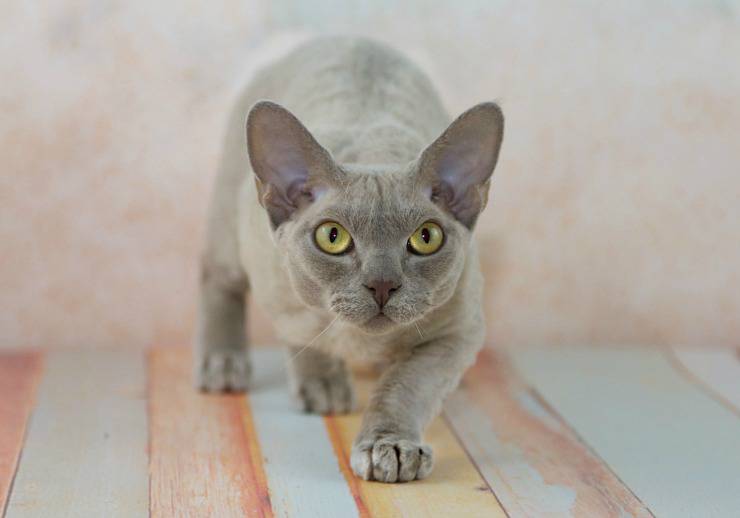 Gatti anallergici: devon rex 