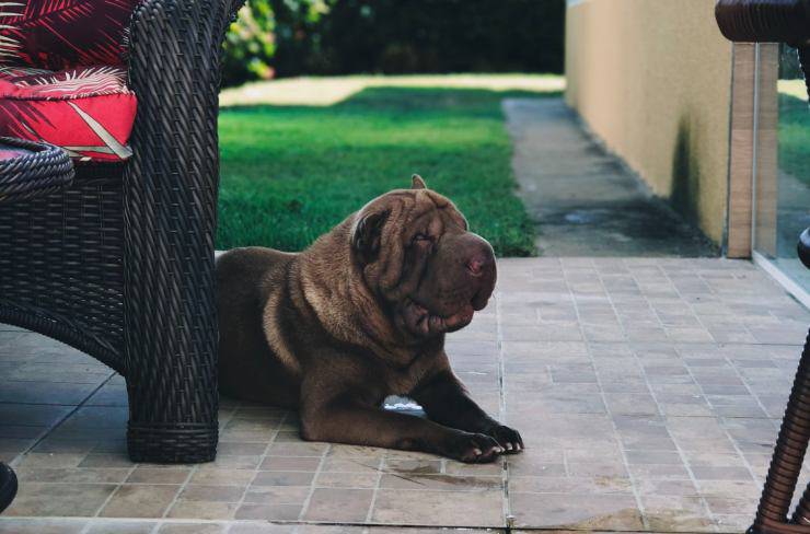 giardino perfetto cane