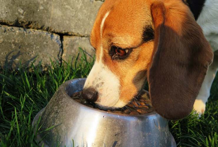 dieta cane muove meno