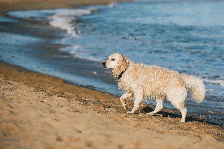 accesso cani spiaggia