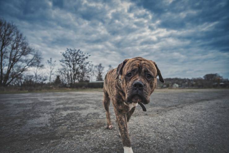 Il cane fa pipì sulle ruote