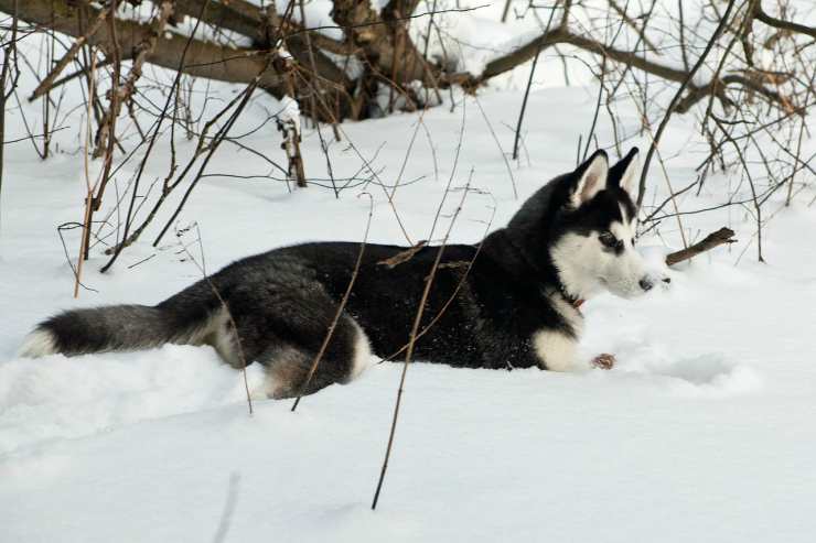 Cucciolo di husky nella neve (Foto Pixabay)
