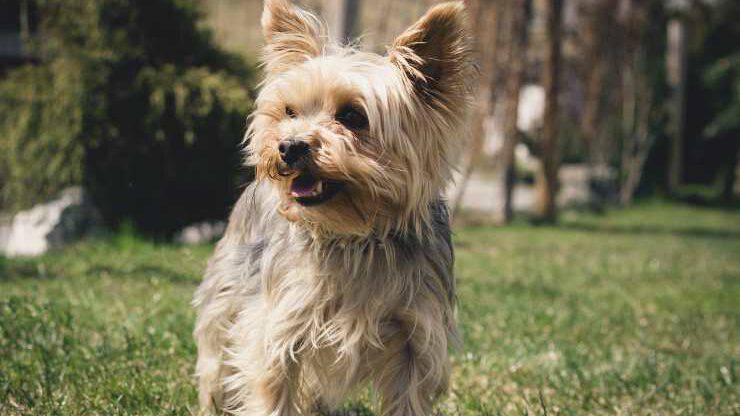  Yorkshire Terrier