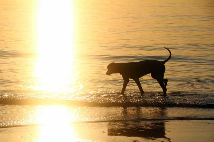 Il cane che entra in mare (Foto Pixabay)