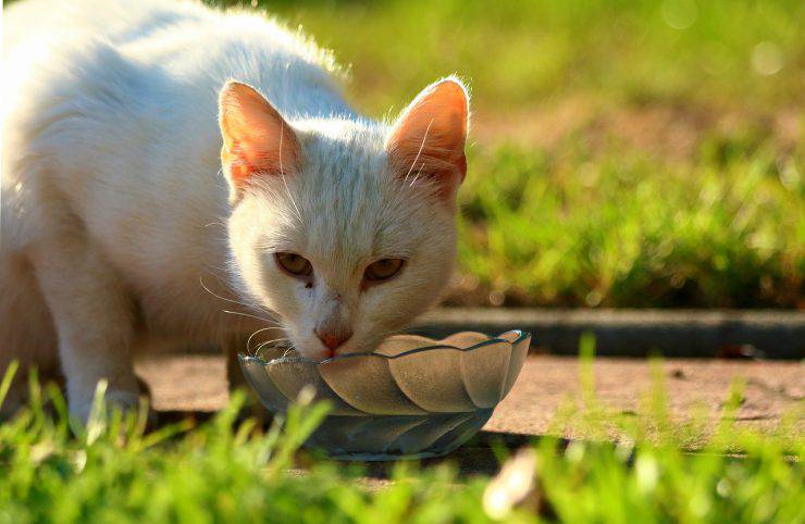 Se il gatto non mangia