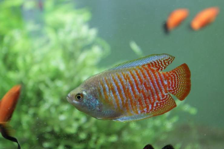 gourami nano Perché i pesci nuotano in verticale