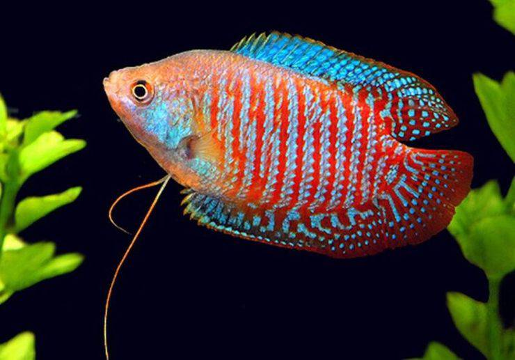 dwarf gourami pesce