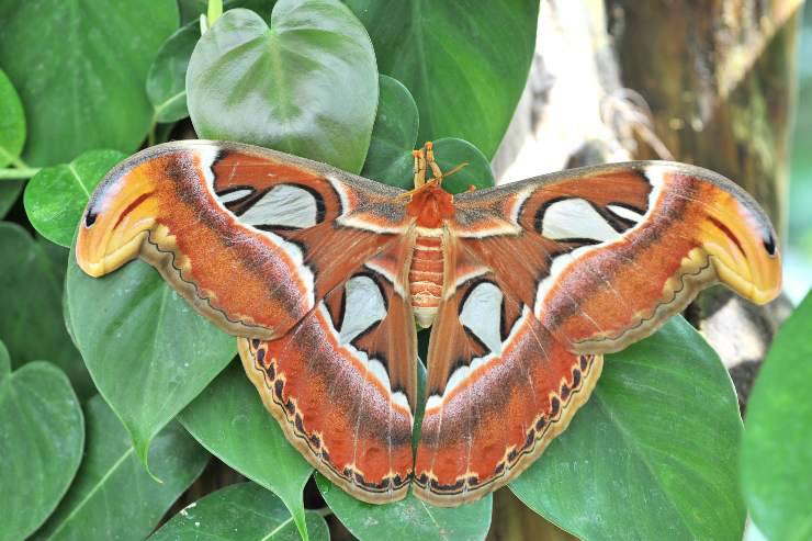 farfalla cobra