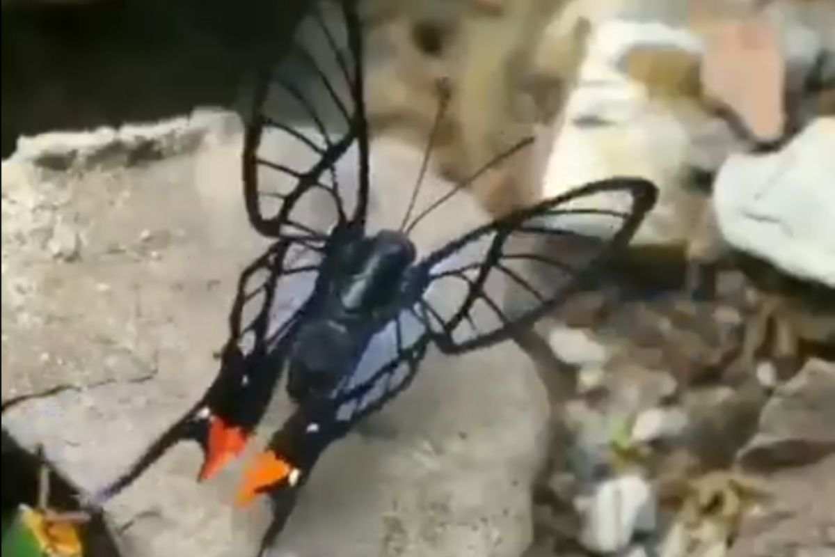 farfalla trasparente