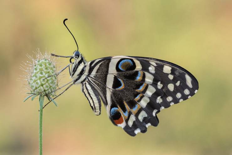 Le 10 Farfalle Piu Belle E Particolari Del Mondo L Arte Della Natura