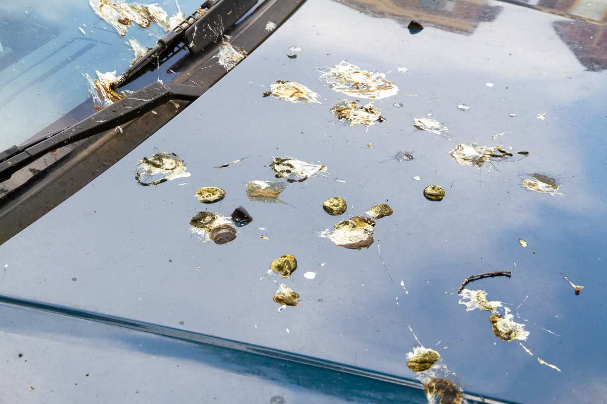 Cacca Di Uccelli Sulla Macchina Significato