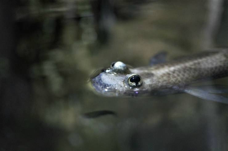 Occhi fuori dall'acqua