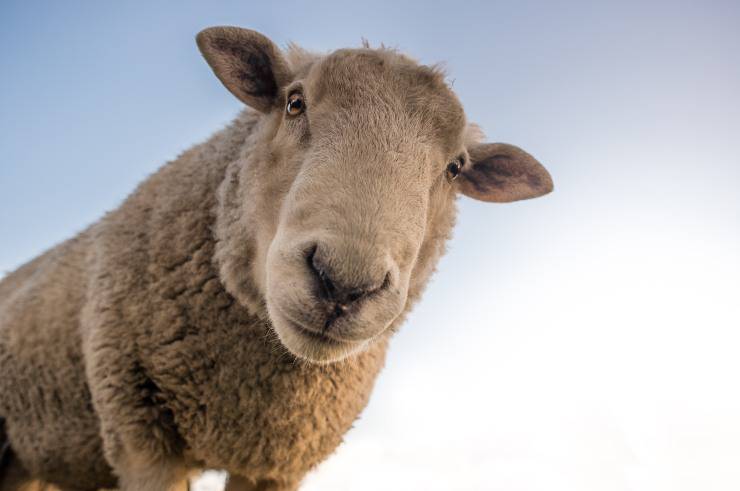 Pecora come animale domestico