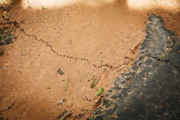 perché le formiche camminano in fila