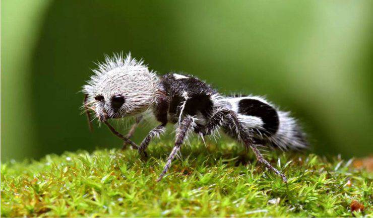 vespa formica panda