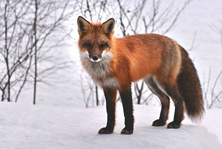 Animale selvatico come animale domestico abilità nascoste di animali