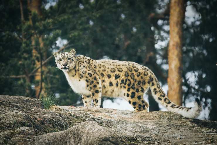 Leopardo delle nevi
