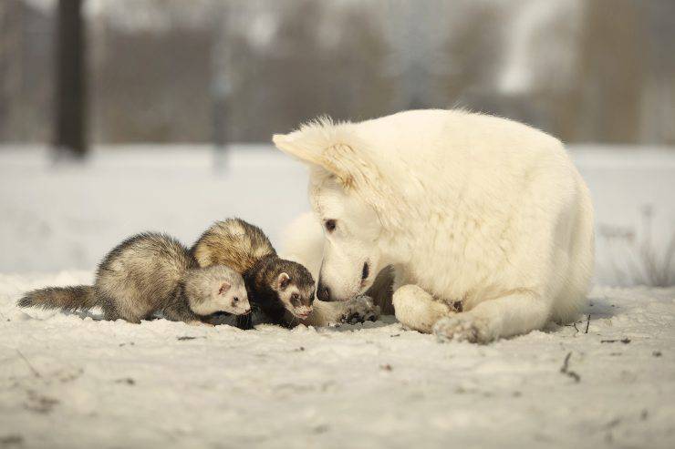 il furetto e gli altri animali