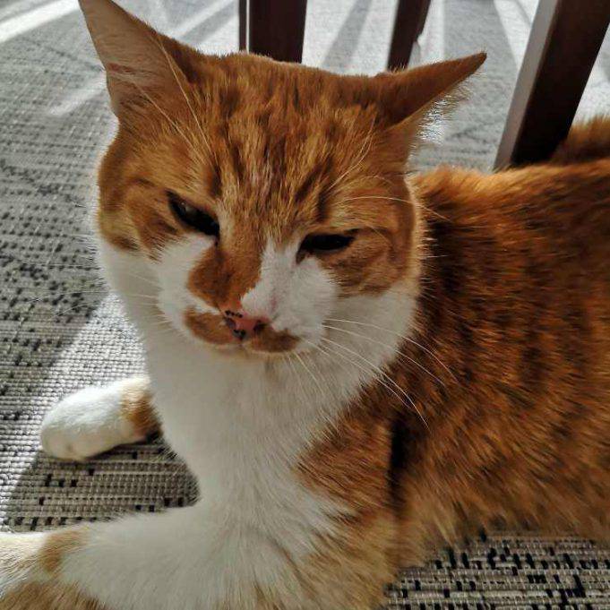 Macchie Nere Sulle Gengive Del Gatto