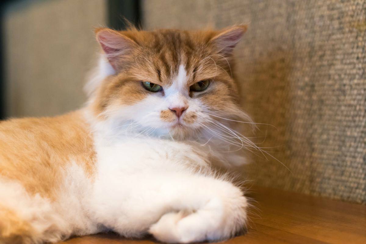 Il Gatto Soffre La Lontananza Del Padrone