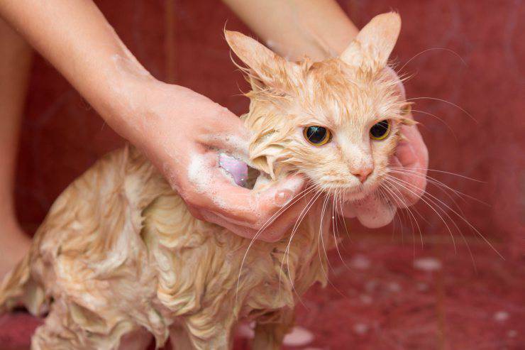 Lavare o no il gatto