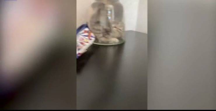 Gatto incastrato nel vaso 