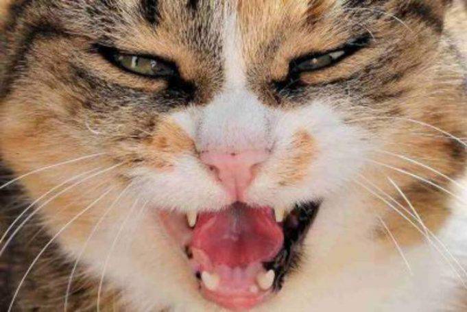 Perch Il Gatto Soffia Ecco Le Varie Cause E Cosa Fare A Riguardo