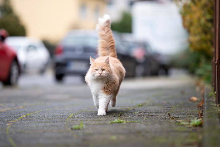 perche i gatti spariscono per giorni da casa