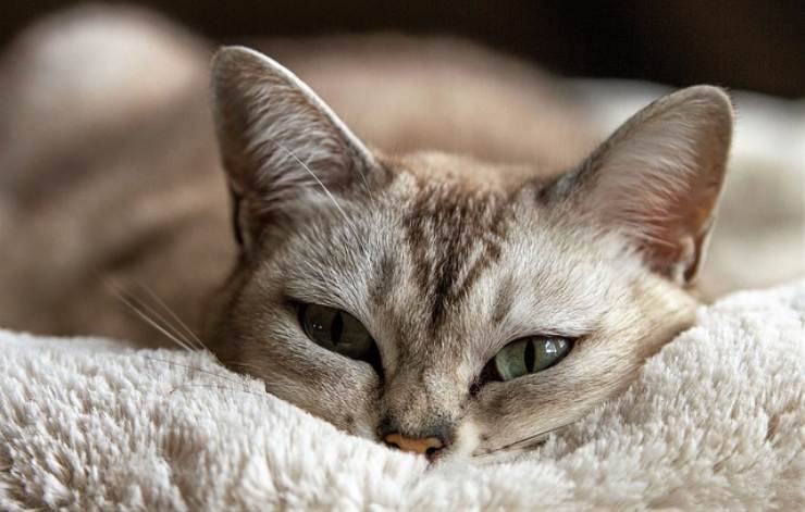 gatto si sente solo senza un altro gatto