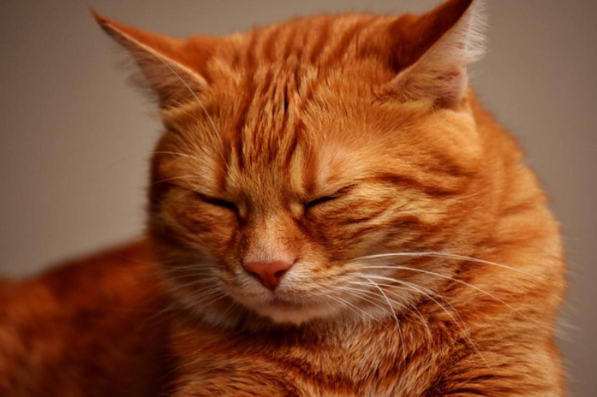 Il Gatto Ha Chiuso Gli Occhi Canzone