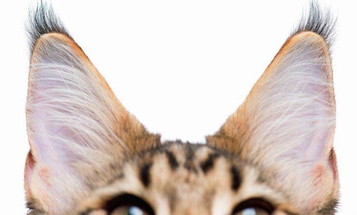 Holibanna Fermagli Per Capelli A Orecchie Di Gatto In Peluche, 1 Paio, Misura 10x9,3 Cm, Per Cosplay, Halloween E Feste A Tema, In Flanella Morbida