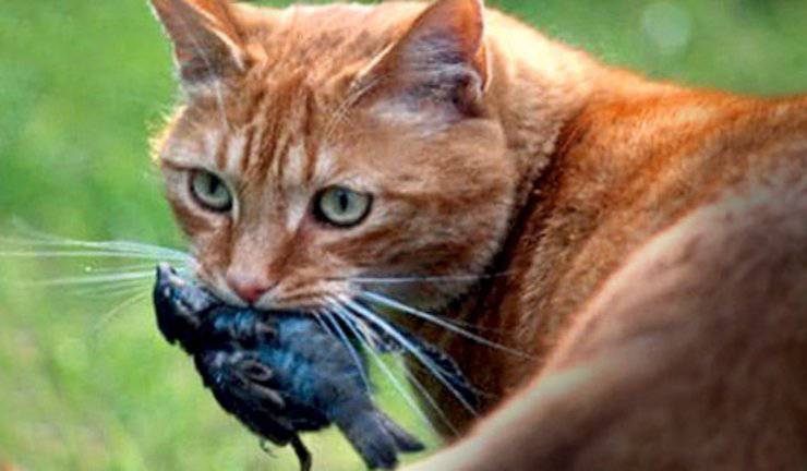 istinto predatorio gatto mangia insetti