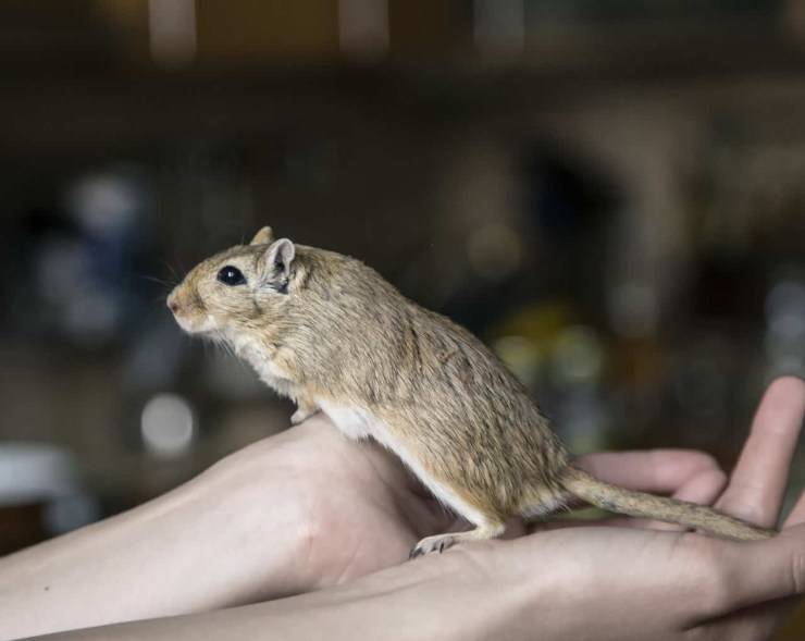 gerbillo alimentazione mangia