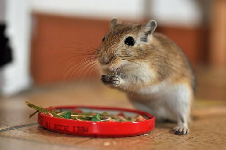 cosa mangia il gerbillo?