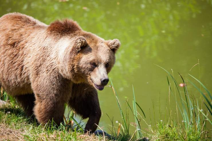 orso prato orsa