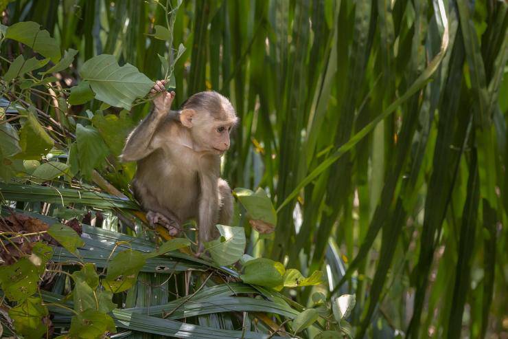 habitat macaco