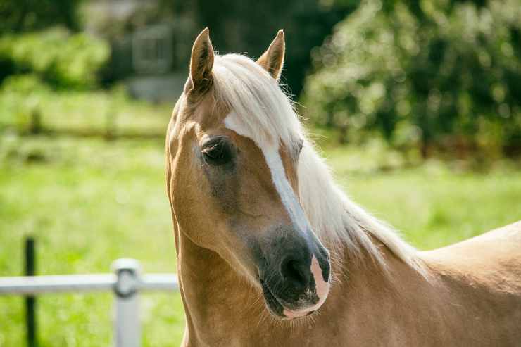 Caratteristiche del cavallo (Foto Pixabay)