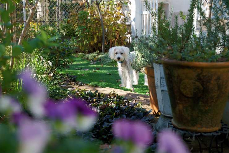 cane in giardino