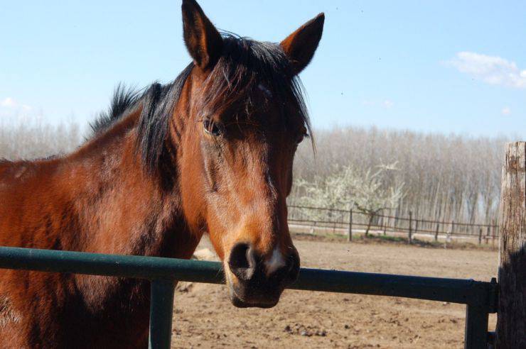 spostamento cavallo decreto conte animali con l’udito migliore