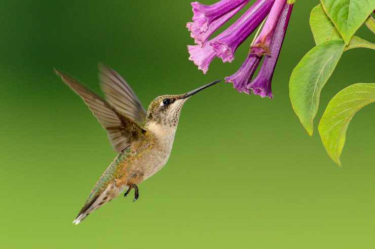 Il colibrì in volo (Foto Pixabay)