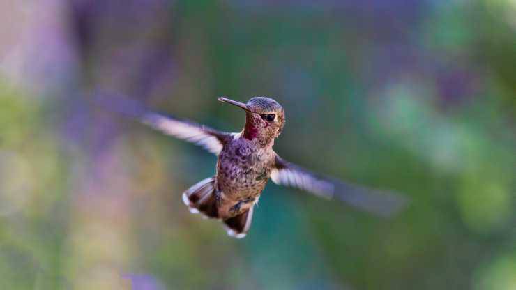 Il veloce battito di ali del colibrì (Foto Pixabay)