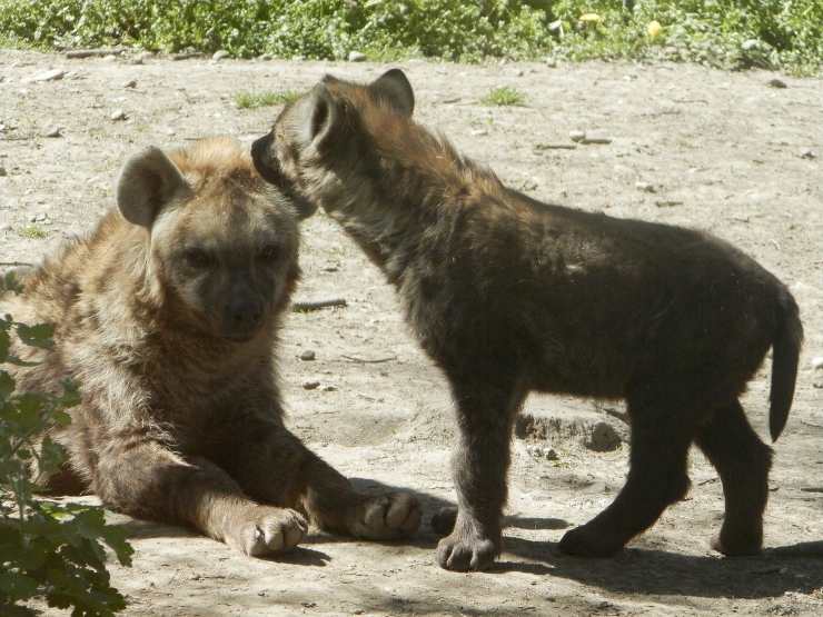 iena e cucciolo