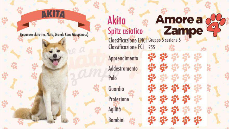 infografica cane AKITA new