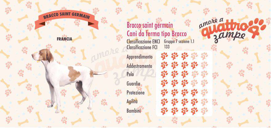 Bracco Saint Germain scheda razza