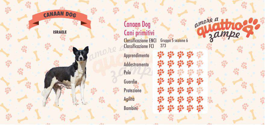 Canaan Dog scheda razza