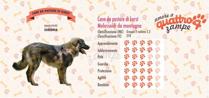 Cane da Pastore di Karst scheda razza