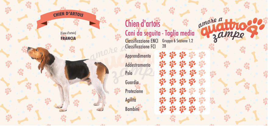 CHIEN D'ARTOIS scheda razza