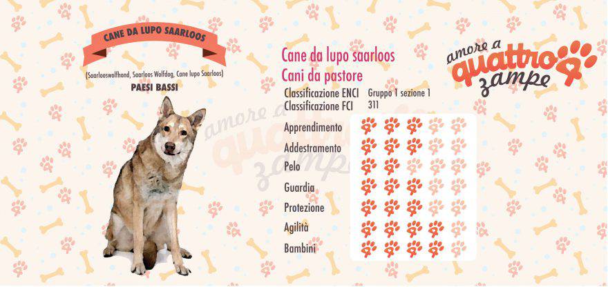 Cane da lupo Saarloos scheda razza