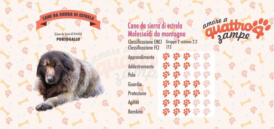 cane da sierra di estrela scheda razza