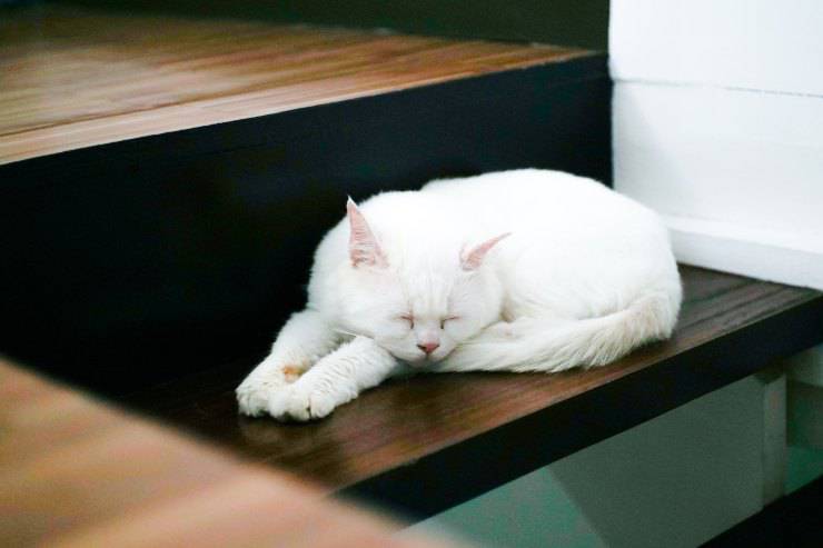 Come dorme il gatto